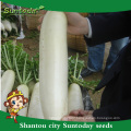 Suntoday vegetable chinese vegetable hybrid F1 Organic radish turnip daikok high times seeds for sale(52001)